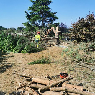 Élagage et abattage d'arbres réalisés par Castagnous Paysage
