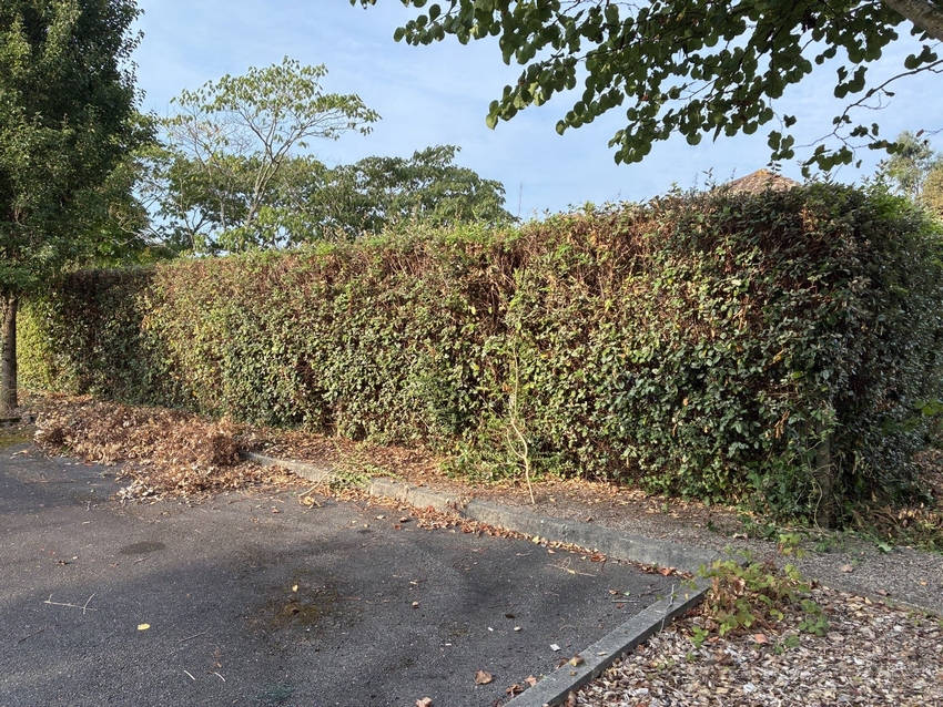 Remplacement d'une haie par clôture en plaques béton dans le Béarn - Castagnous Paysage