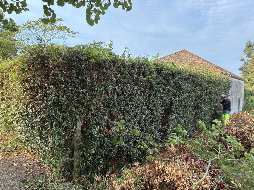 Remplacement d'une haie par clôture en plaques béton dans le Béarn - Castagnous Paysage
